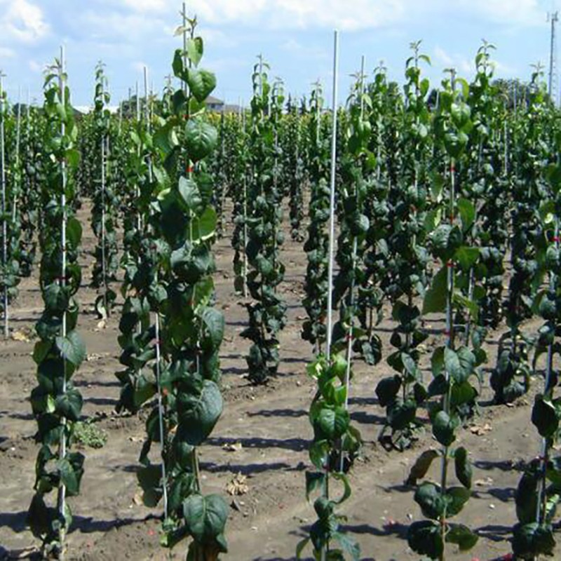 FRP Vineyard Grape/ Tree/Tomato Nursery Stakes Solid Plastic Planting support stakes